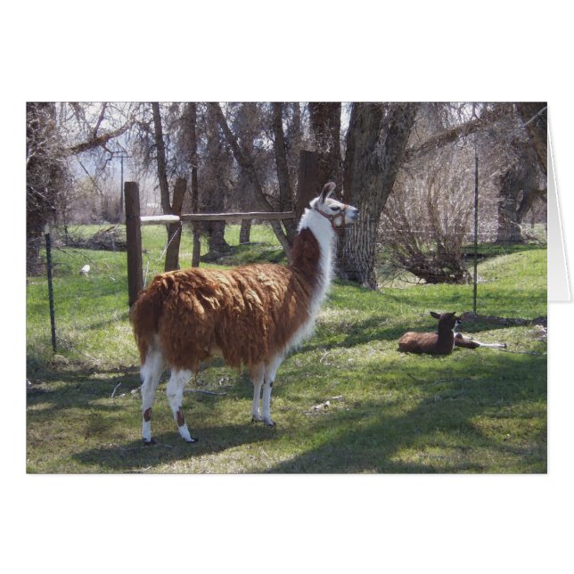 Llama Mama en Baby Lama (Voorkant Horizontaal)