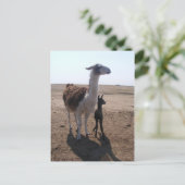Llama mama en Cria Briefkaart (Staand voorkant)