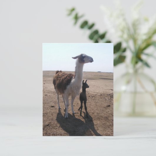 Llama mama en Cria Briefkaart (Staand voorkant)