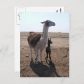 Llama mama en Cria Briefkaart (Voorkant / Achterkant)