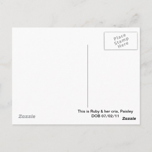 Llama mama en Cria Briefkaart (Achterkant)