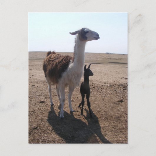 Llama mama en Cria Briefkaart (Voorkant)