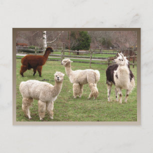 Llama Melange ~ briefkaart