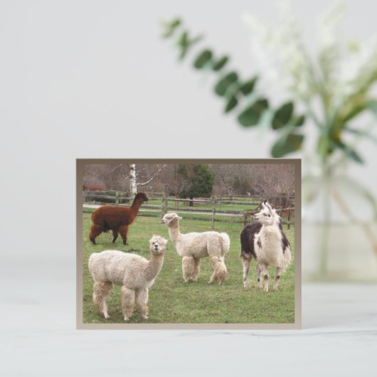 Llama Melange ~ briefkaart (Staand voorkant)