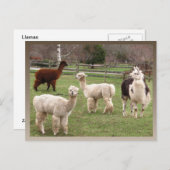 Llama Melange ~ briefkaart (Voorkant / Achterkant)