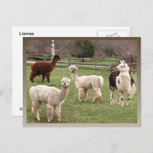 Llama Melange ~ briefkaart (Voorkant / Achterkant)
