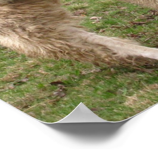 Llama Melange ~ print (Hoek)