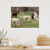 Llama Melange ~ print (Keuken)