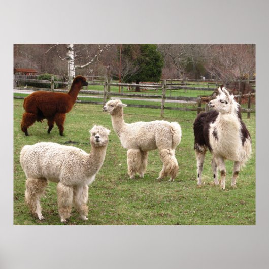 Llama Melange ~ print (Voorkant)