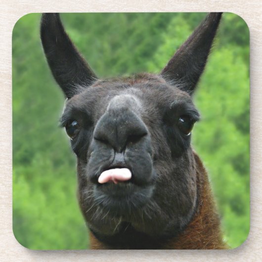Llama met hoogte - Tongue foto uittikken Bier Onderzetter (Voorkant)