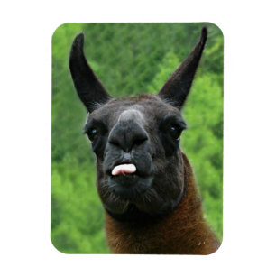 Llama met hoogte - Tongue foto uittikken Magneet