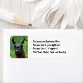 Llama met houding - Tong uitsteken Foto Etiket (Insitu)