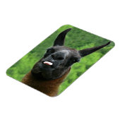 Llama met houding - Tong uitsteken Foto Magneet (Linkerzijde)