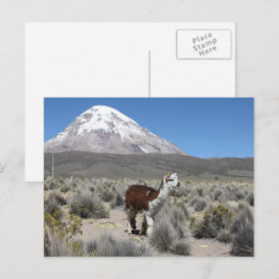 Llama op het Sajama-gebergte in Zuid-Amerika Briefkaart