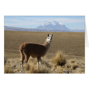 Llama op Illimani Snow Mountain Bolivia Noteer Kaa