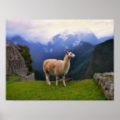 Llama op Machu Picchu, Peru Poster (Voorkant)