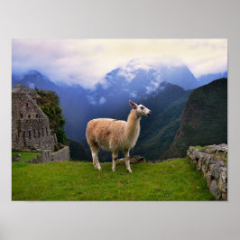 Llama op Machu Picchu, Peru Poster