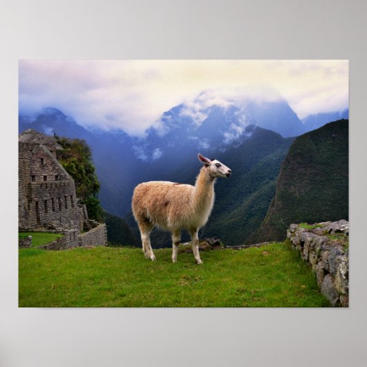 Llama op Machu Picchu, Peru Poster (Voorkant)