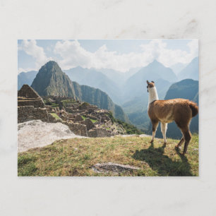 Llama Overzien Ruins   Machu Picchu, Peru Briefkaart