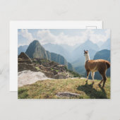 Llama Overzien Ruins | Machu Picchu, Peru Briefkaart (Voorkant / Achterkant)