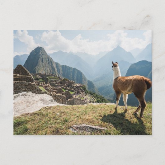 Llama Overzien Ruins | Machu Picchu, Peru Briefkaart (Voorkant)