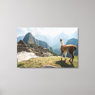 Llama Overzien Ruins   Machu Picchu, Peru Canvas Afdruk