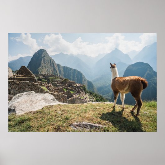 Llama Overzien Ruins | Machu Picchu, Peru Poster (Voorkant)