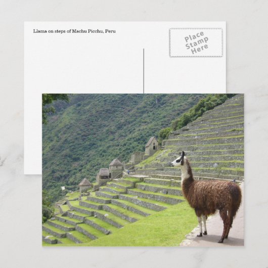 llama peru briefkaart (Voorkant / Achterkant)