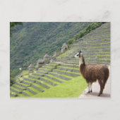 llama peru briefkaart (Voorkant)