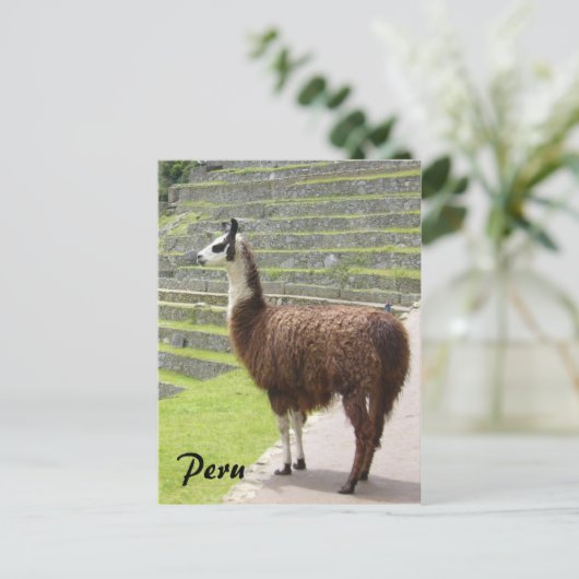 llama peru briefkaart (Staand voorkant)