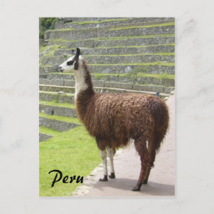 llama peru briefkaart