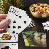 Llama Pokerkaarten (Insitu)