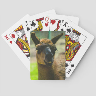 Llama Pokerkaarten