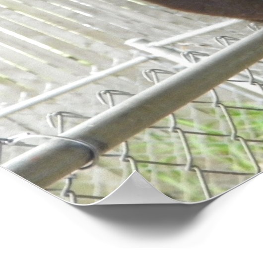 Llama-pootmiddel voor camera poster (Hoek)