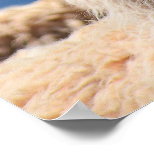 Llama Poster Art (Hoek)