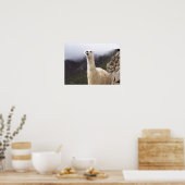 Llama-poster overwegen poster (Keuken)