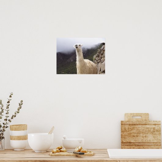 Llama-poster overwegen poster (Keuken)