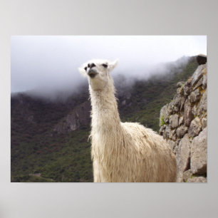Llama-poster overwegen poster