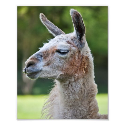 Llama Print Foto Afdruk (Voorkant)