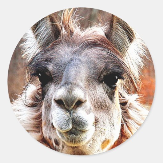 Llama Ronde Sticker (Voorkant)