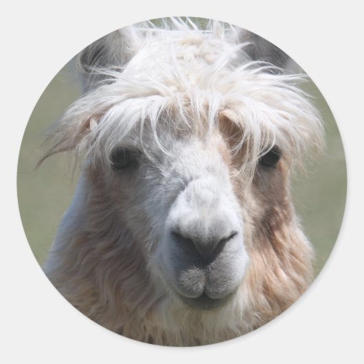 Llama Ronde Sticker (Voorkant)