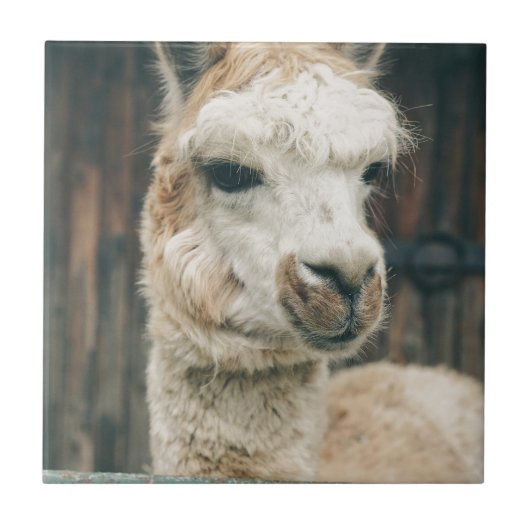 Llama Sluiten Tegeltje (Voorkant)