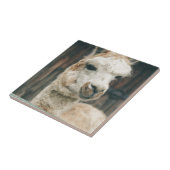 Llama Sluiten Tegeltje (Zijkant)