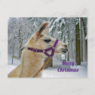 Llama SneeuwfotoKerstmis Briefkaart