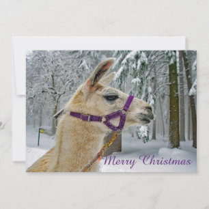 Llama Snow-kerstfoto Feestdagenkaart