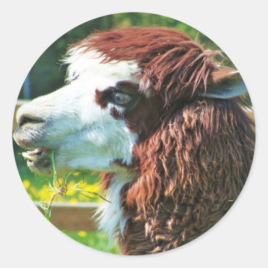Llama - Sticker (Voorkant)
