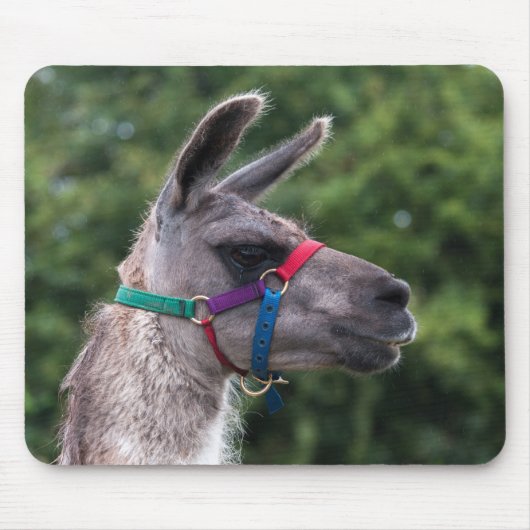 Llama superioriteit muismat (Voorkant)