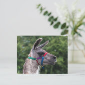 Llama Superiority Briefkaart (Staand voorkant)