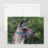 Llama Superiority Briefkaart (Voorkant / Achterkant)