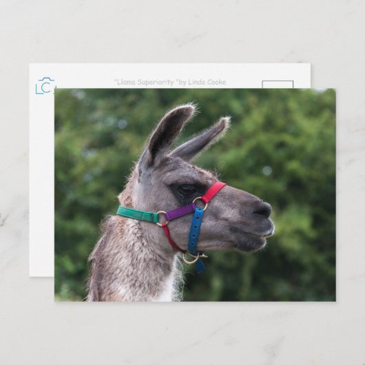 Llama Superiority Briefkaart (Voorkant / Achterkant)